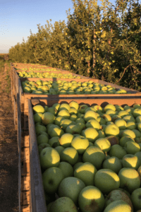 Fruta fresca de proximidad a Frutas Núria, frutería de confianza en Ventalló, Alt Empordà (Girona).