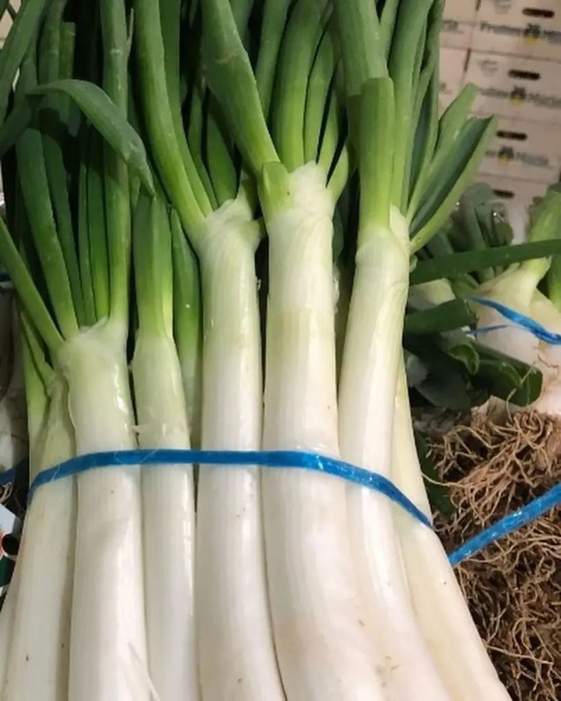 Calçots de temporada del Alt Empordà recién cosechados, listos para una calçotada tradicional en Girona.