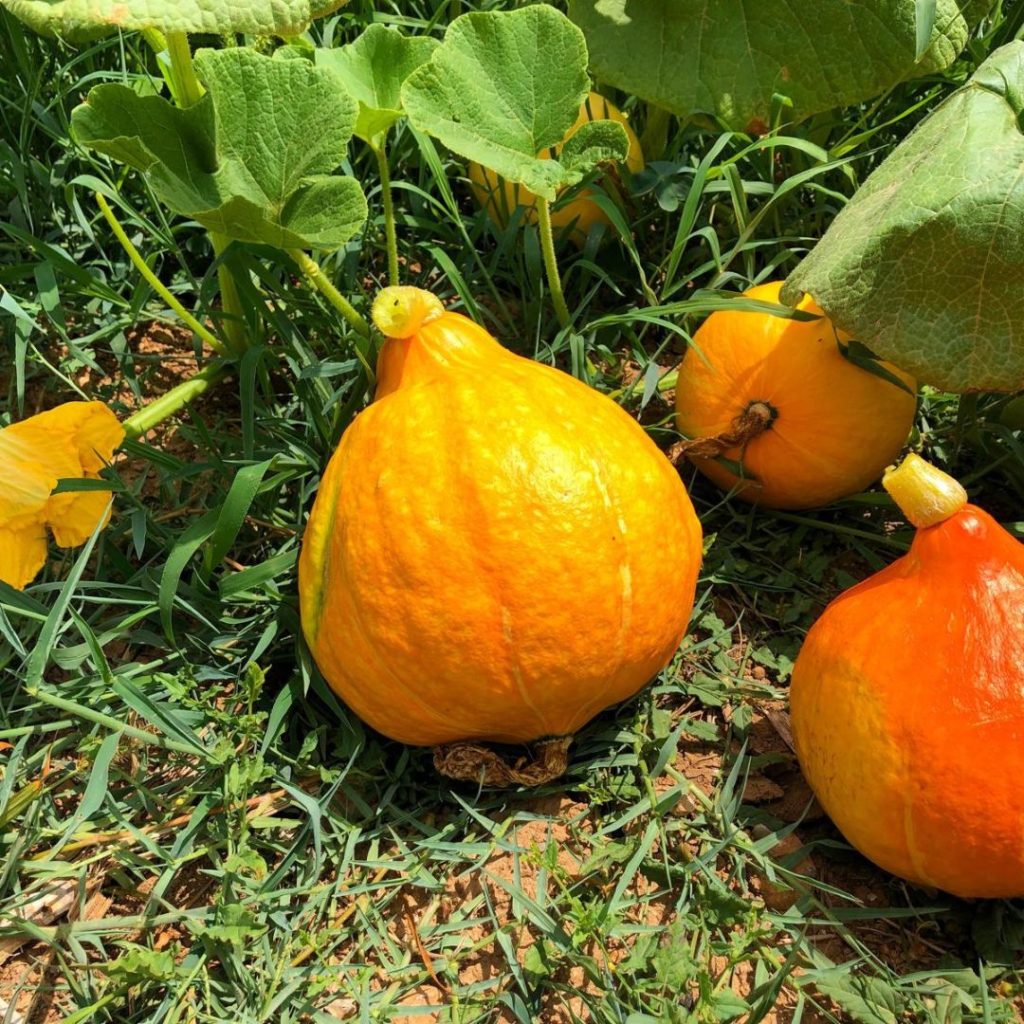 calabaza de proximidad