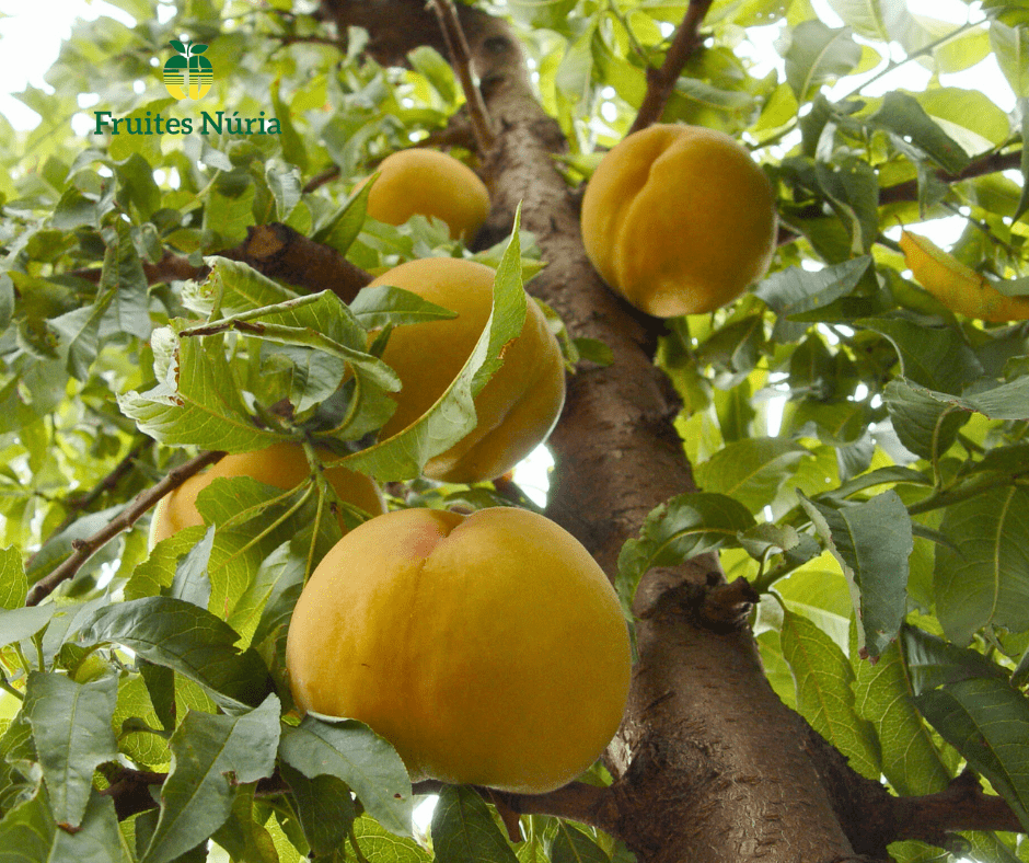 melocotones