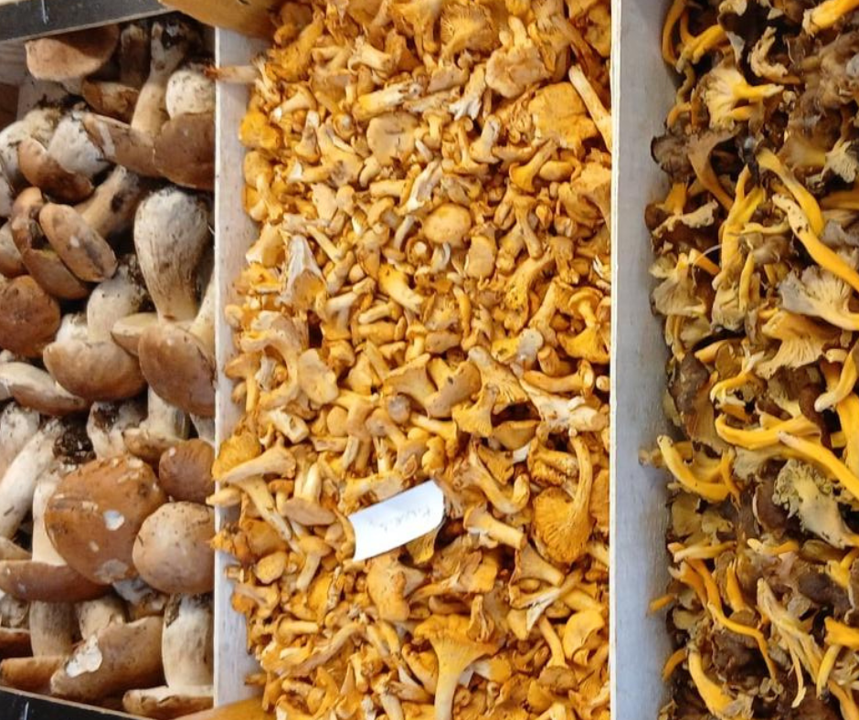 Cistella amb bolets de l’Empordà i nous amb closca: rovellons, ceps, rossinyols i camagrocs frescos de tardor.