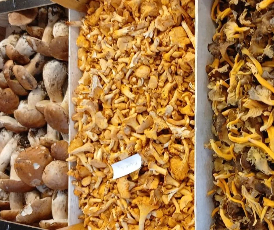 Cesta con setas del Empordà y nueces con caparazón: níscalos, cepas, rebozuelos y rebozuelos frescos de otoño.